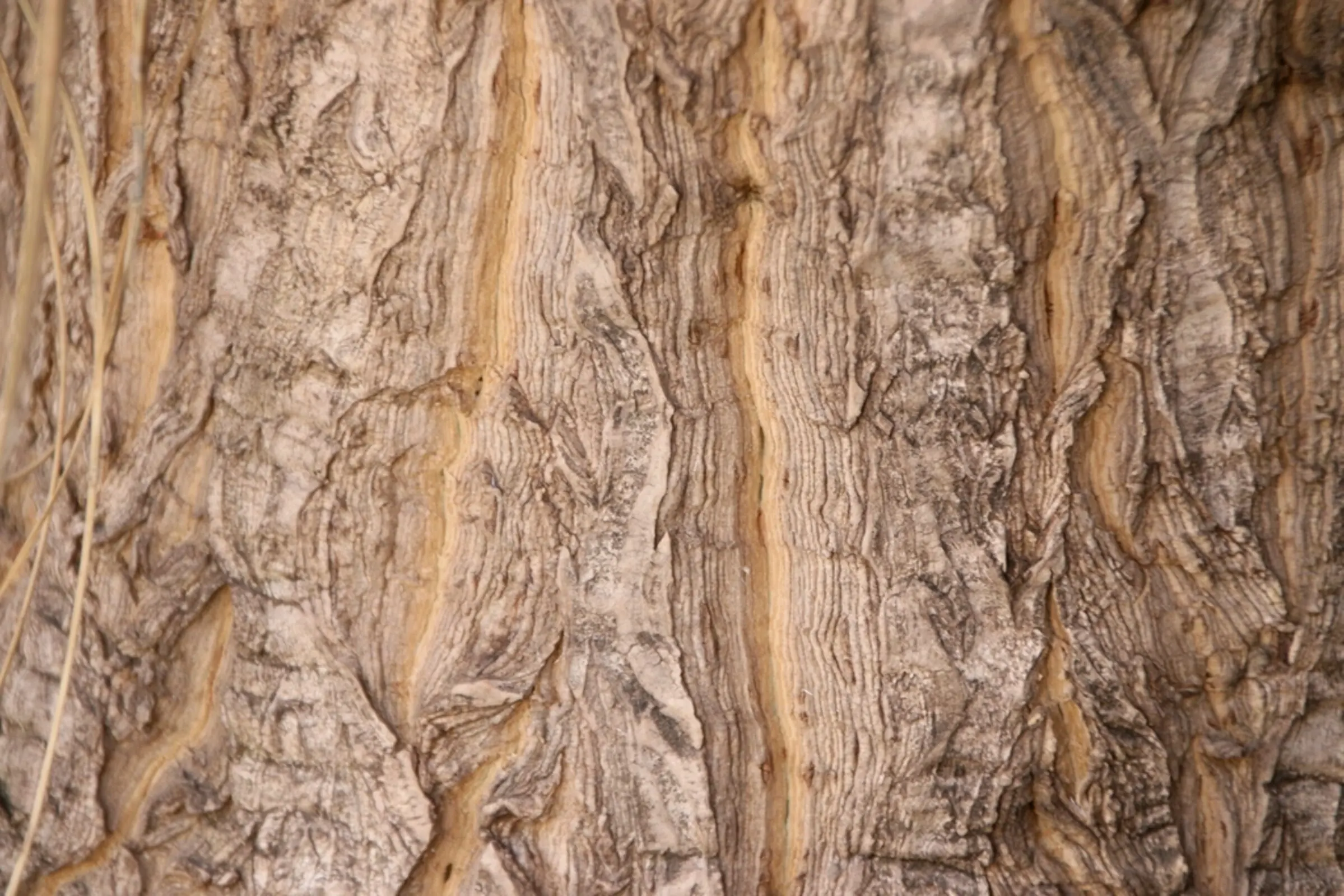 Bark texture