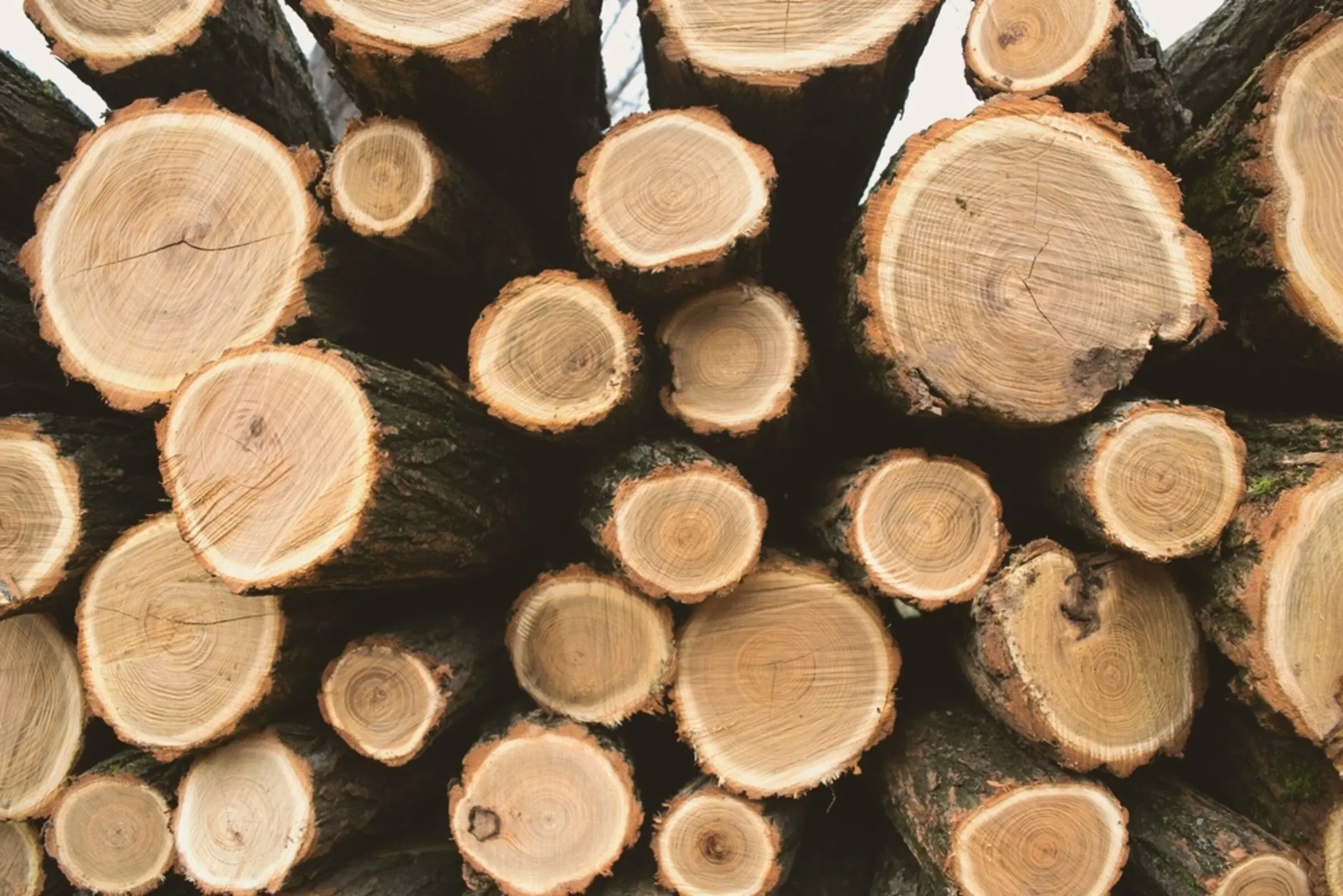Stacked seasoned timber logs