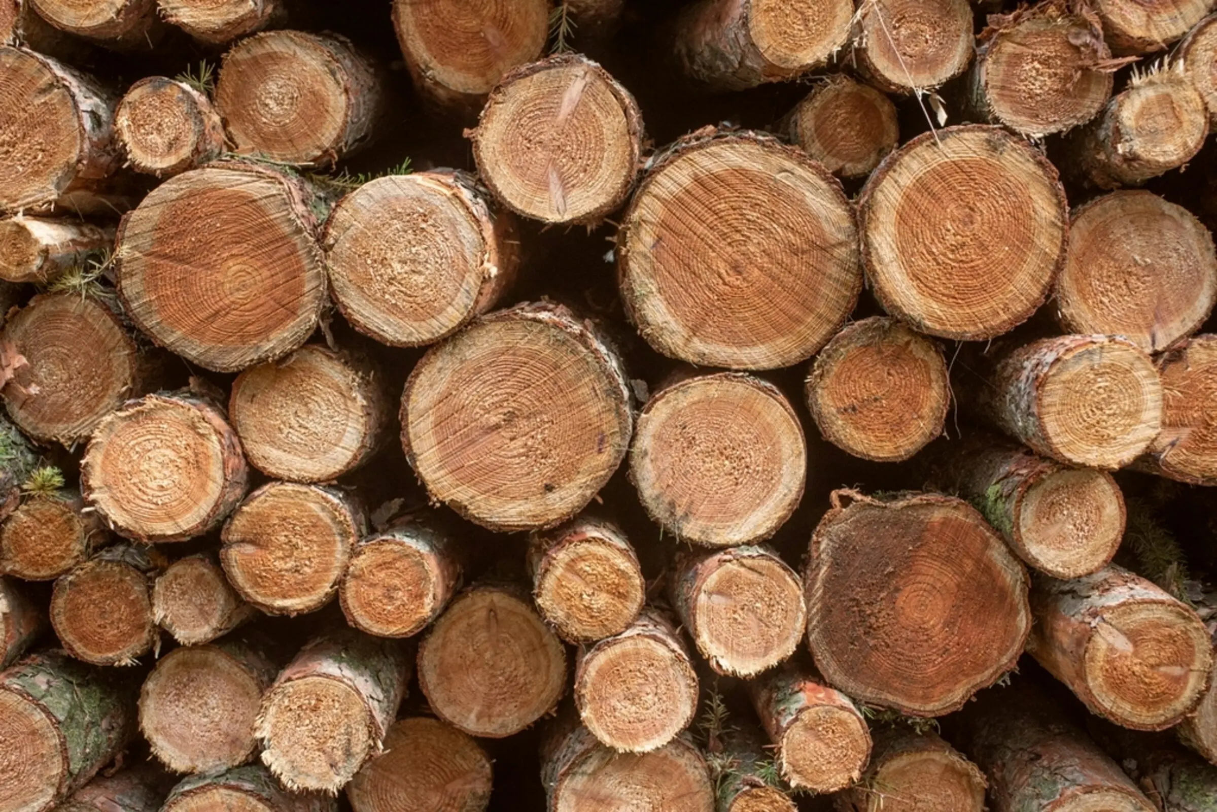 Timber logs in the Chinnammal yard